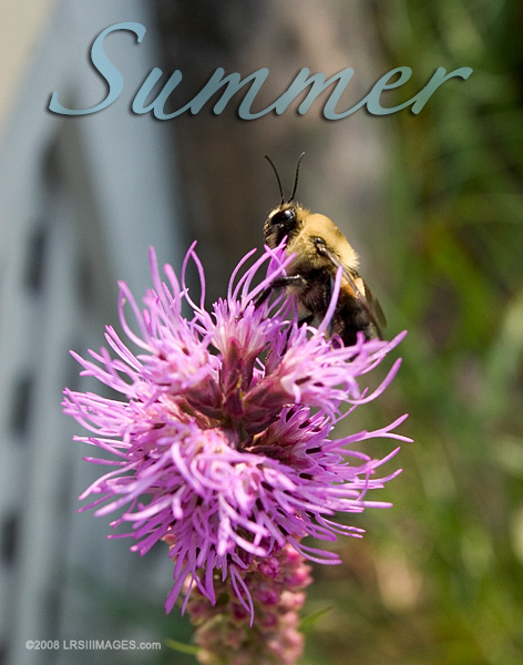 Close up image of bummble bee browsing a new blossom.