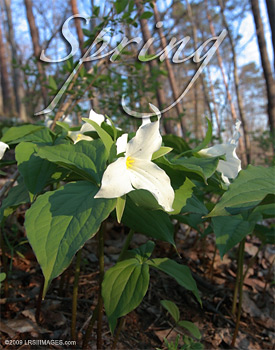 white trillium on western New York hillside at sunset.